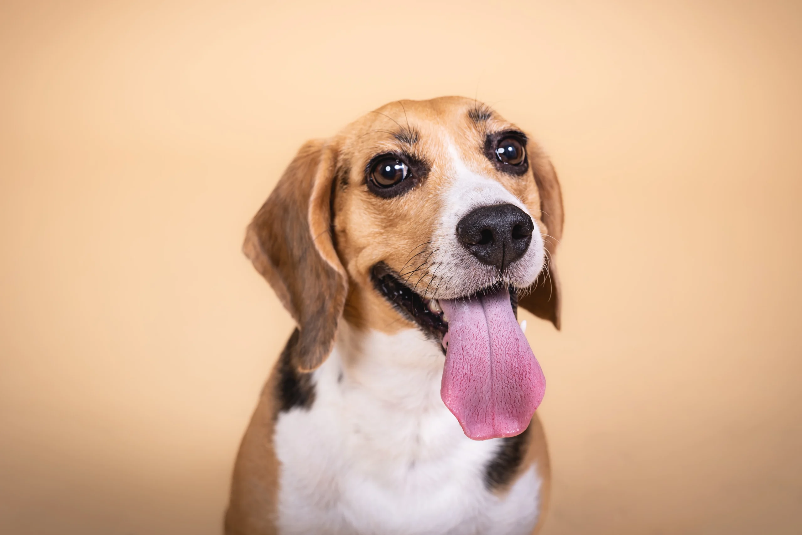 Sesión de fotos con mascota en Barcelona