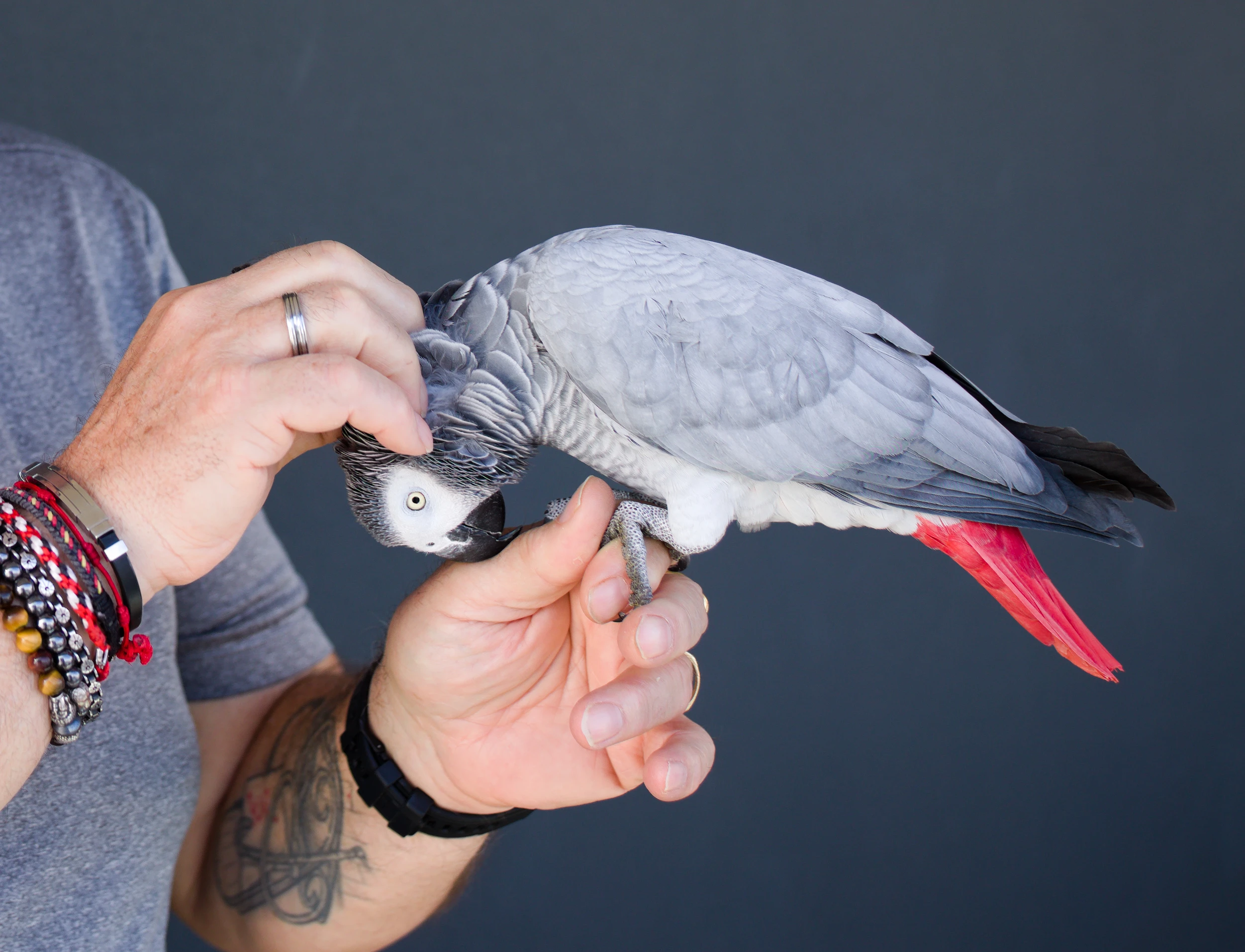 Sesión de fotos con mascota en Barcelona