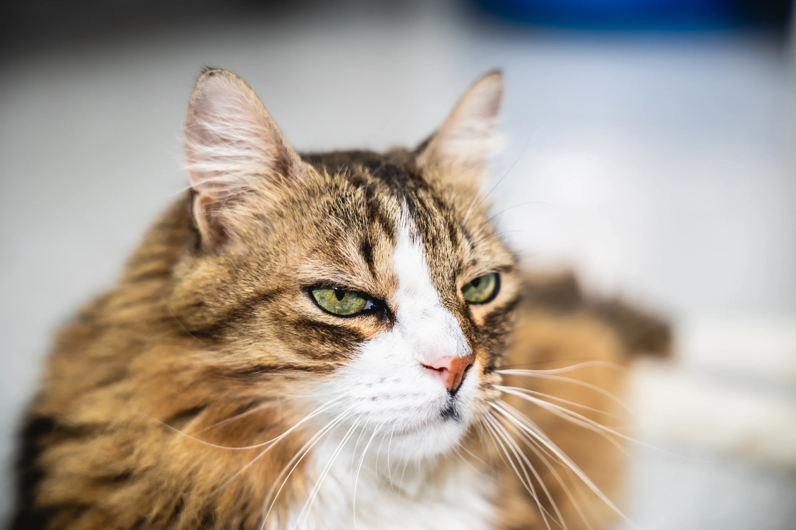 fotografia de gatos en Barcelona
