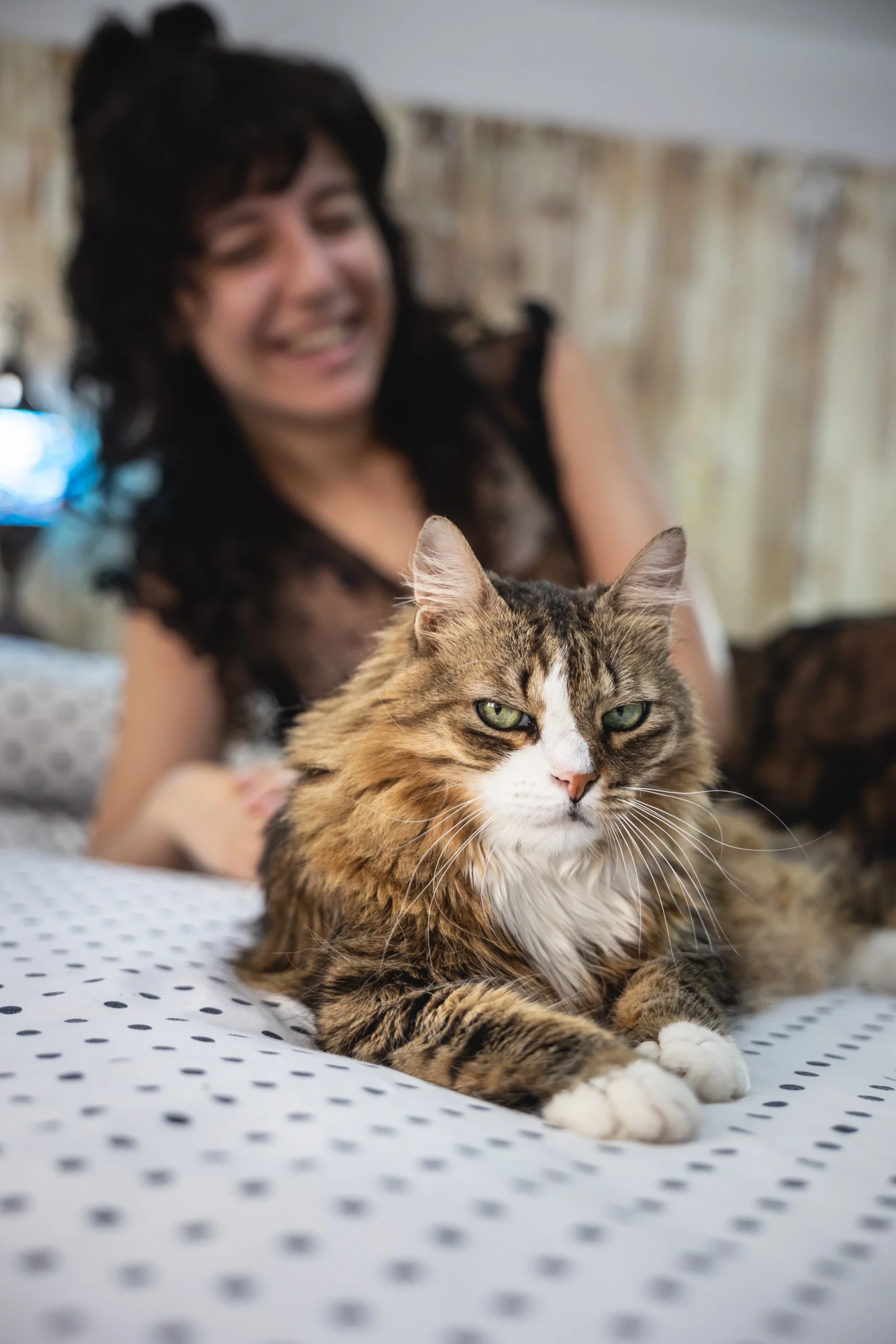 fotografia de gatos en Barcelona