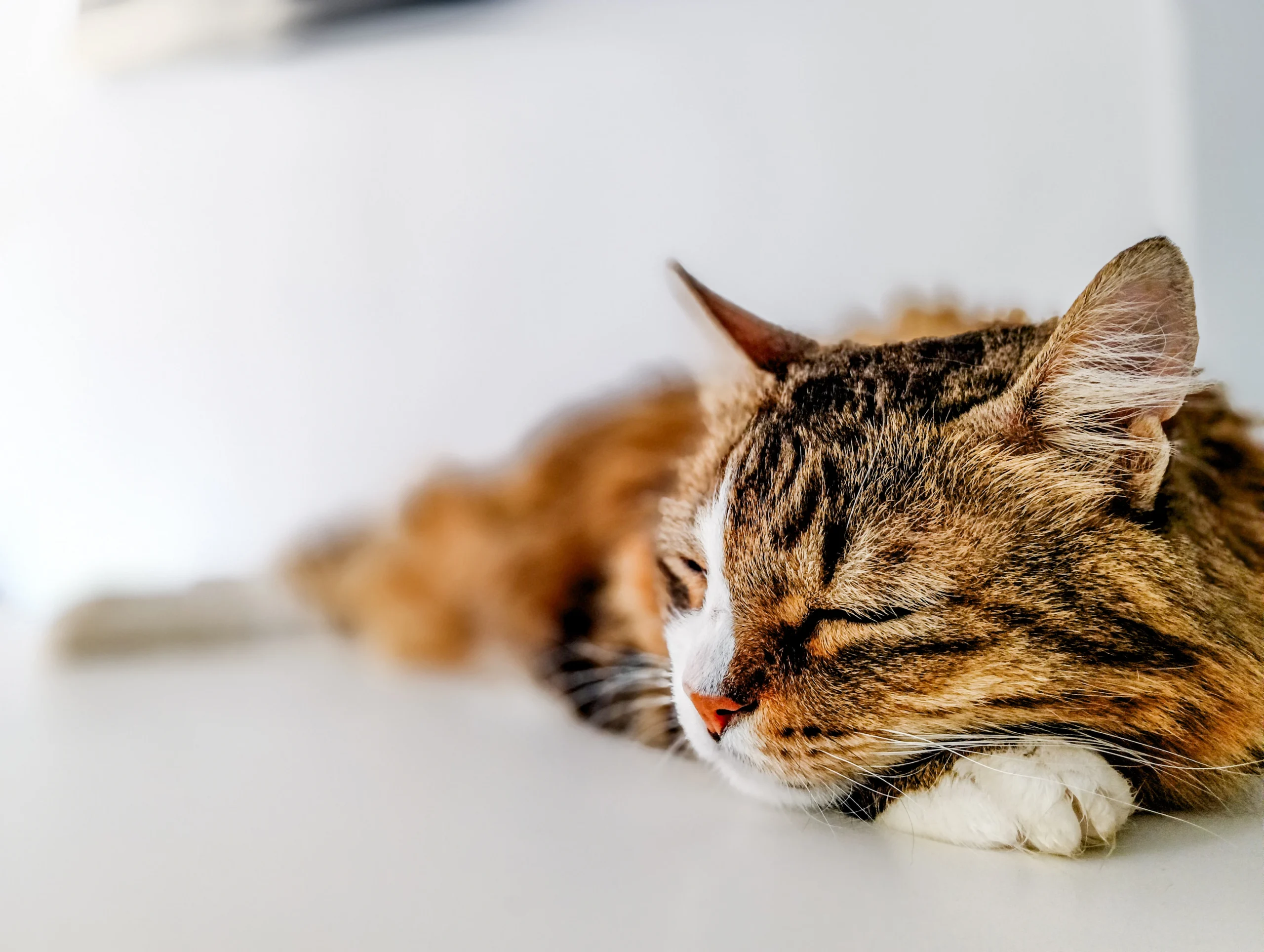 fotografia de gatos en Barcelona