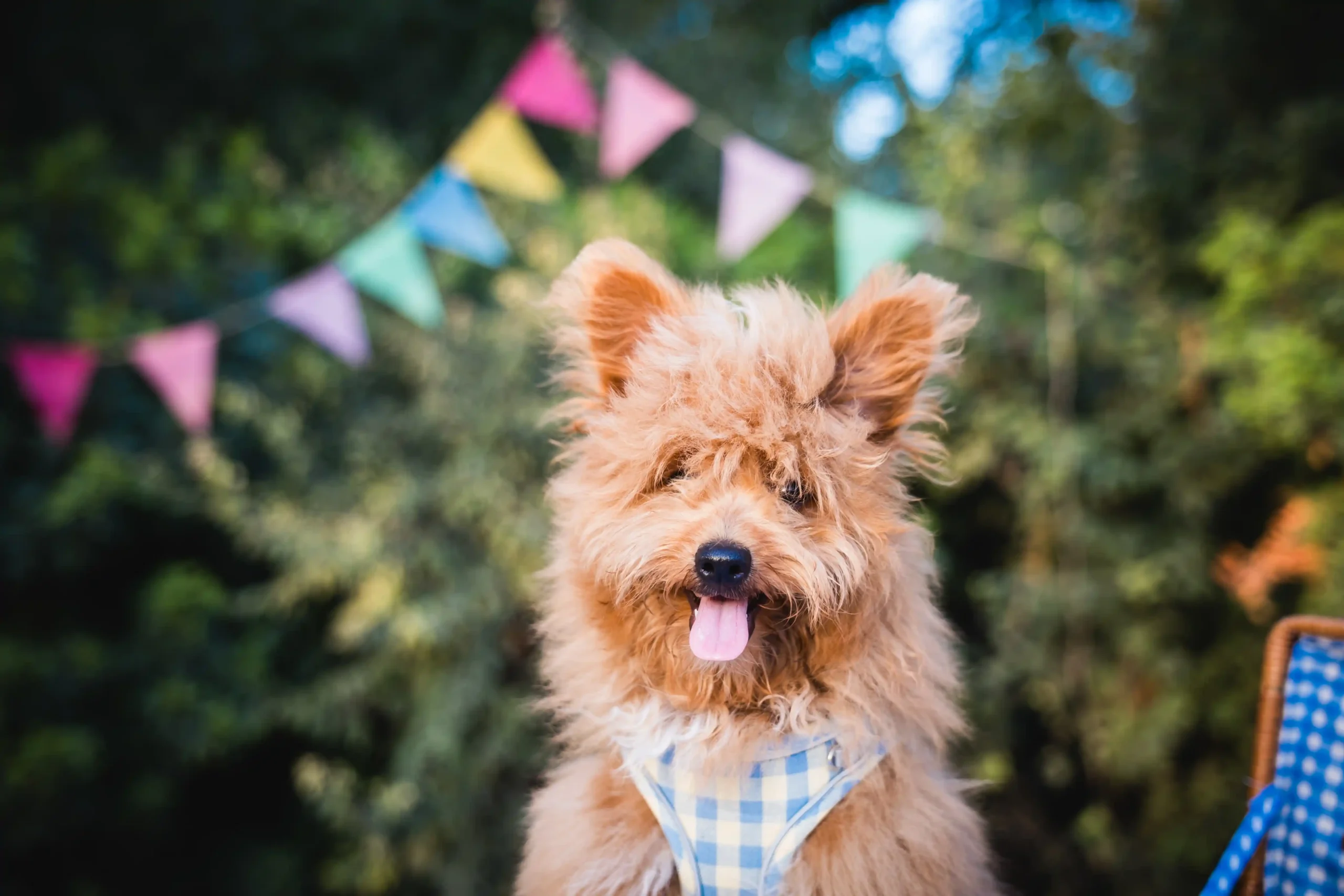fotografia de perros en Barcelona