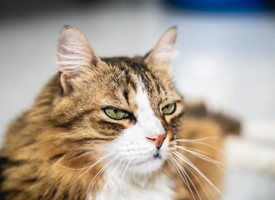 fotografia de gatos en Barcelona