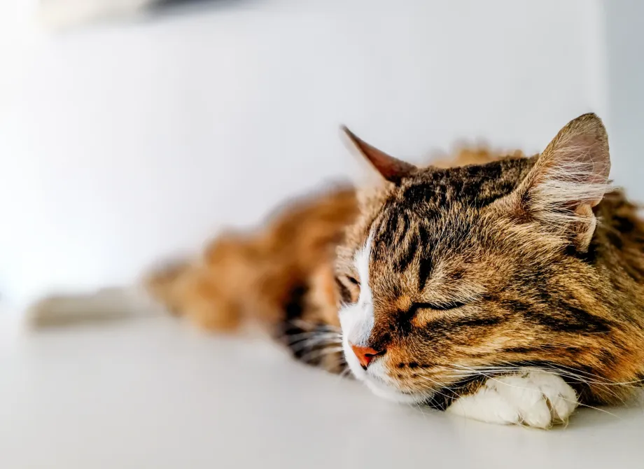 fotografia de gatos en Barcelona